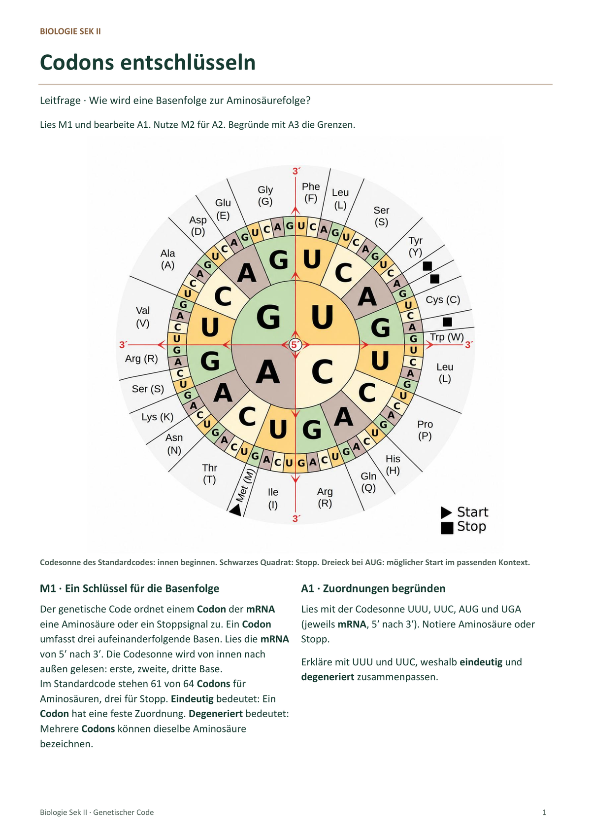 Genetischer Code. Galerie 6. Sek II. Denkstoff.