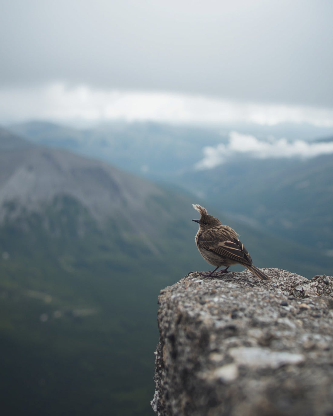 Wilderness Wisdom 003 The Bird That Lives Above Your Breath