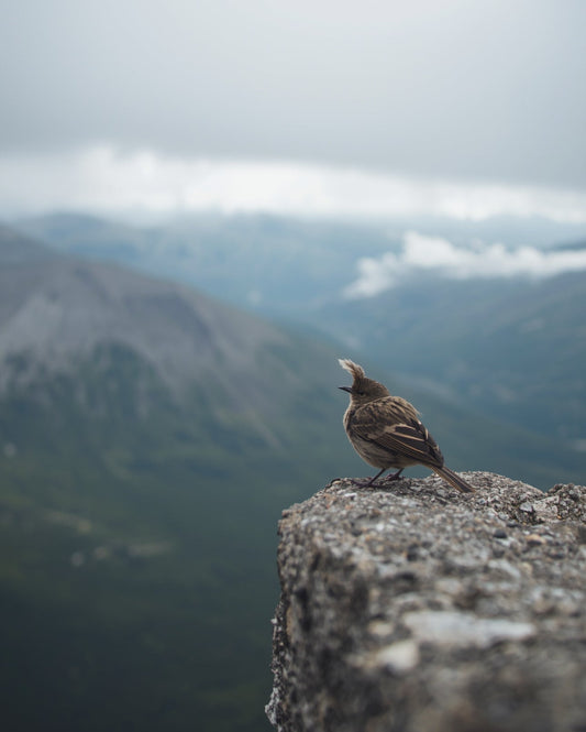 Wilderness Wisdom 003 The Bird That Lives Above Your Breath