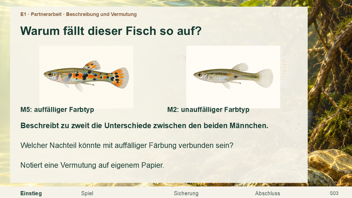Einstiegsfolie mit zwei unterschiedlich auffälligen Guppy-Männchen und Fragen zu Färbung und Risiko.