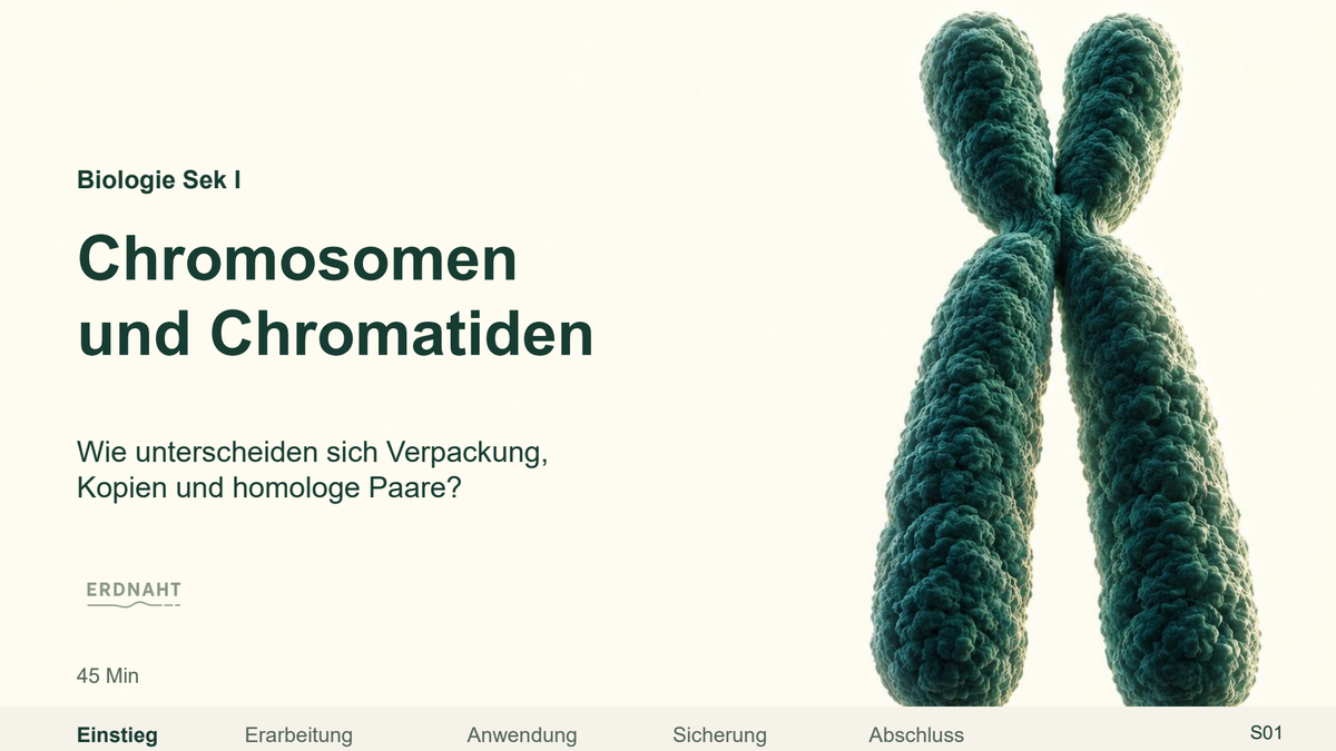 Chromosom, Chromatid und homologes Paar. Galerie 1. Sek I. Nah dran...!.
