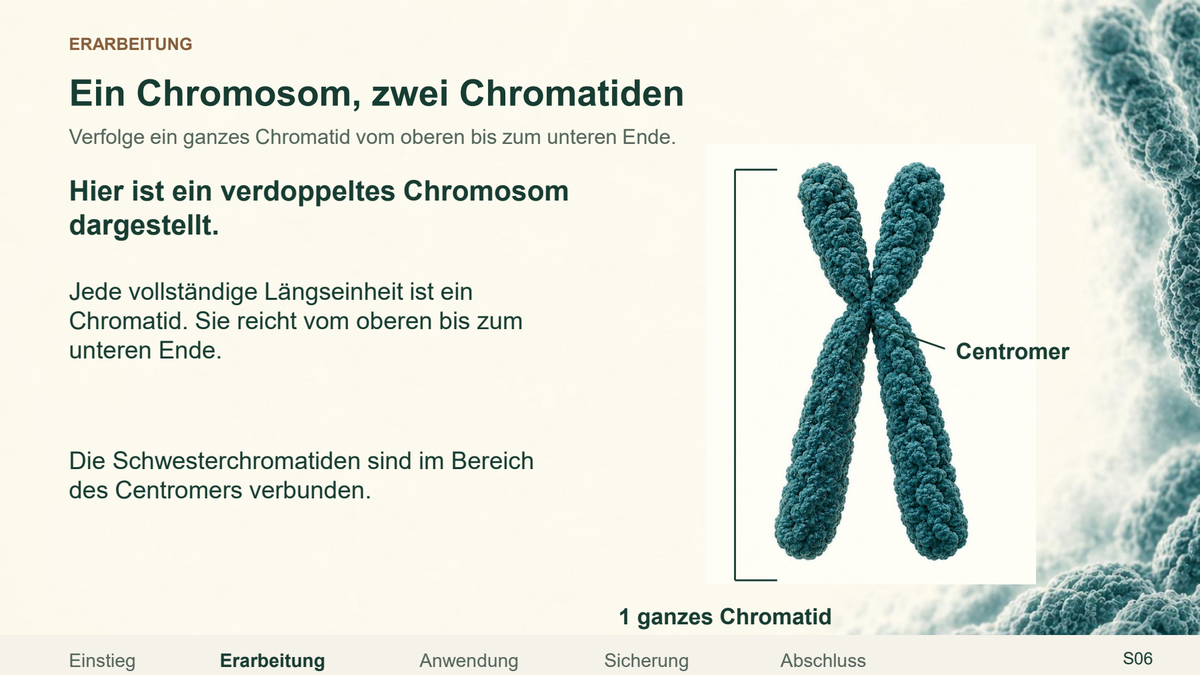 Chromosom, Chromatid und homologes Paar. Galerie 3. Sek I. Nah dran...!.