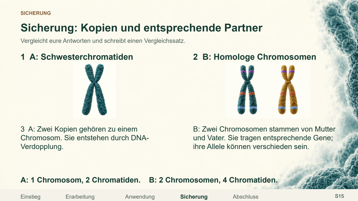 Chromosom, Chromatid und homologes Paar. Galerie 4. Sek I. Nah dran...!.