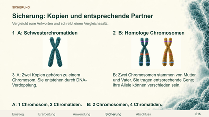 Chromosom, Chromatid und homologes Paar. Galerie 4. Sek I. Nah dran...!.