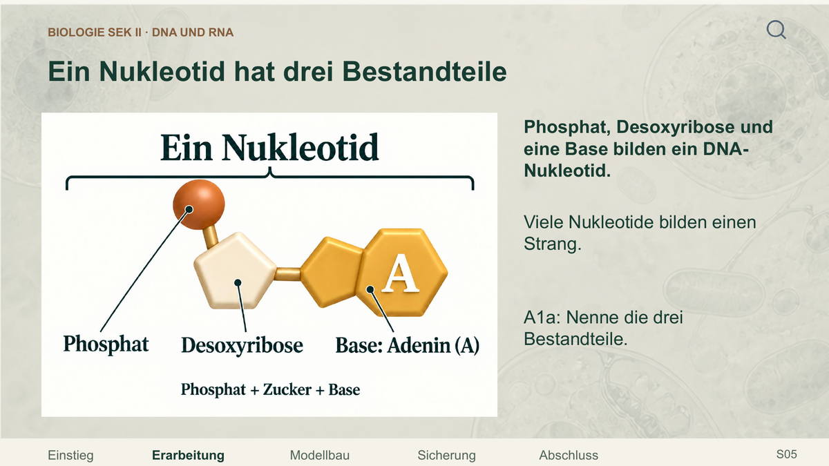 DNA und RNA. Galerie 3. Sek II. Denkstoff.