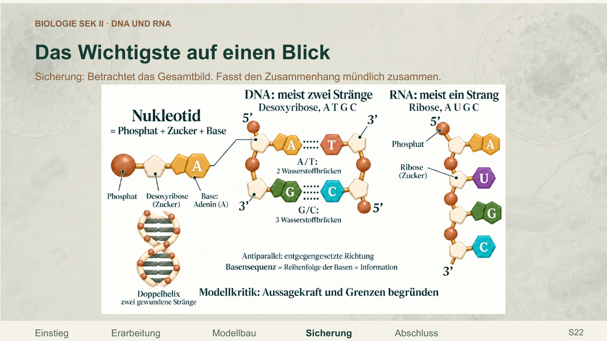DNA und RNA. Galerie 4. Sek II. Denkstoff.