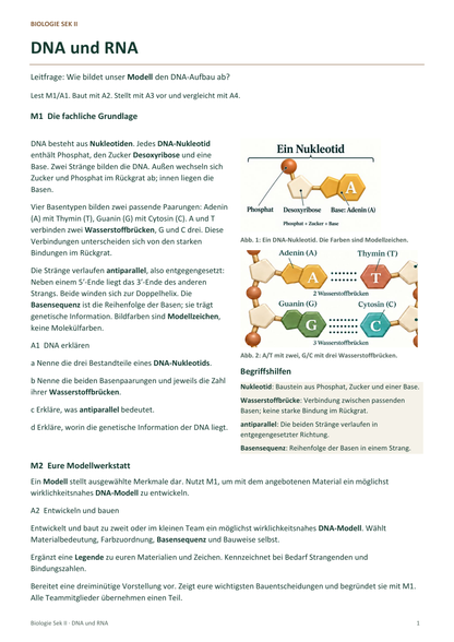 DNA und RNA. Galerie 6. Sek II. Denkstoff.