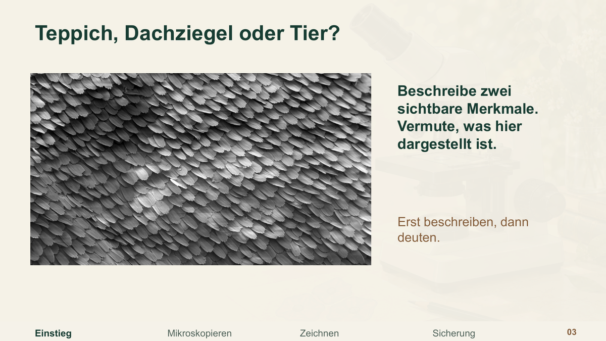 Richtig mikroskopieren vorbereiten!. Galerie 2. Sek I. Denkstoff.