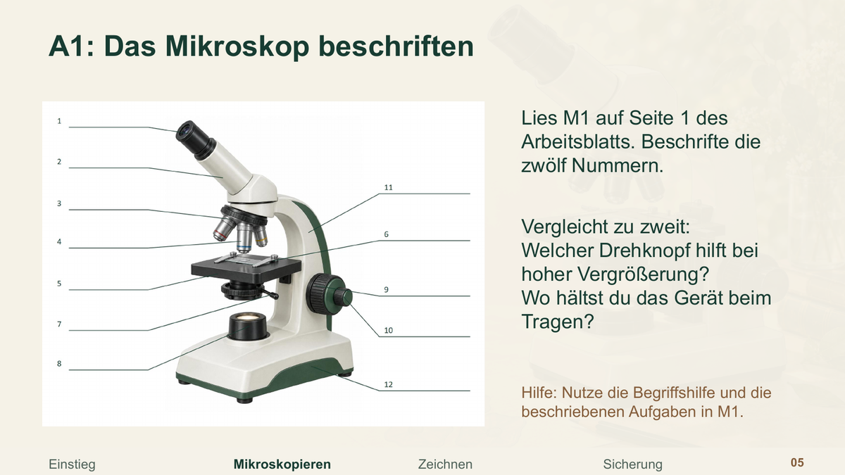 Richtig mikroskopieren vorbereiten!. Galerie 3. Sek I. Denkstoff.