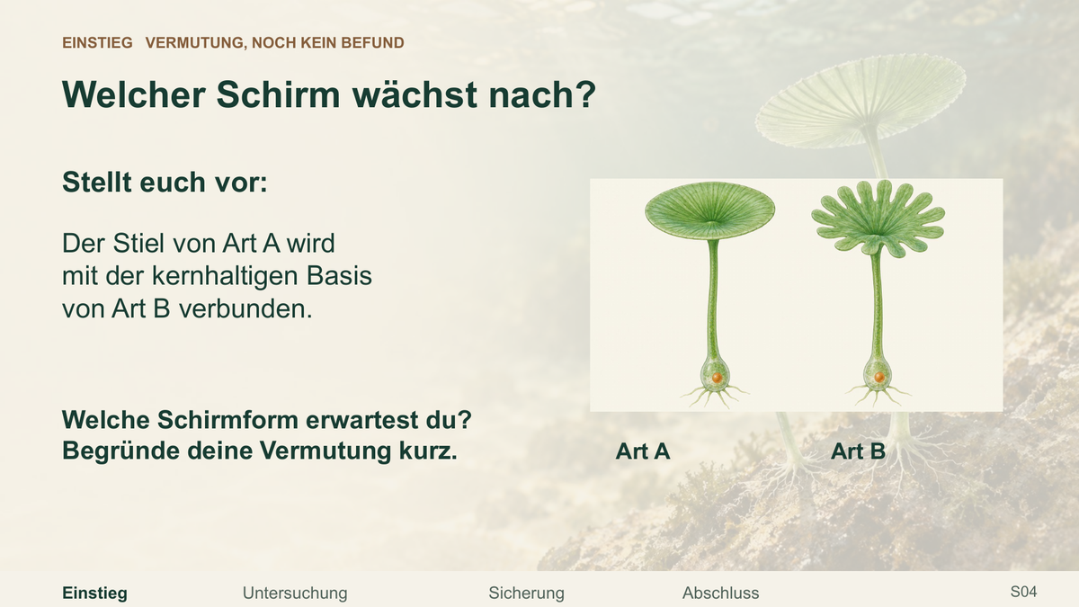 Zellkern und Schirmalgen. Galerie 2. Sek I. Denkstoff.