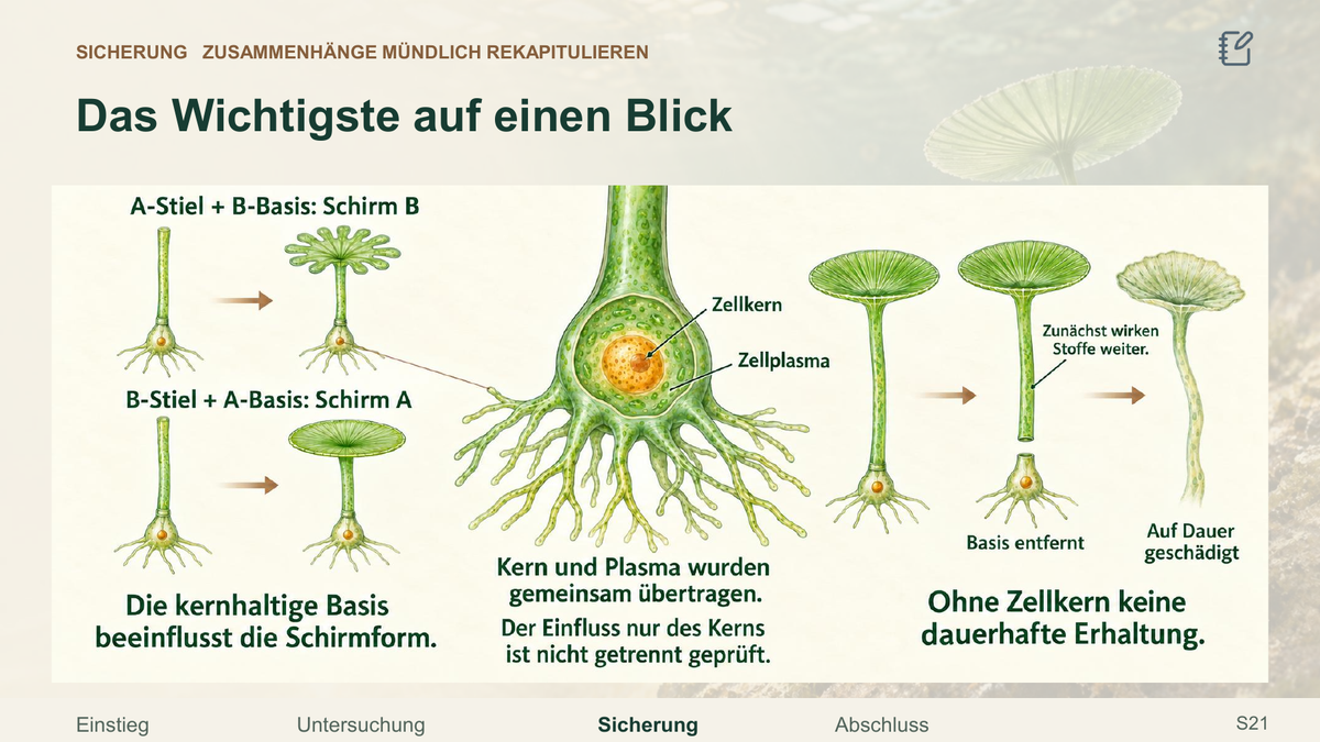 Zellkern und Schirmalgen. Galerie 4. Sek I. Denkstoff.