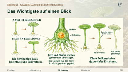 Zellkern und Schirmalgen. Galerie 4. Sek I. Denkstoff.