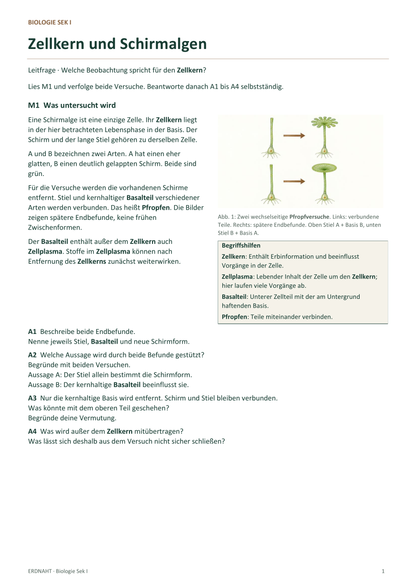 Zellkern und Schirmalgen. Galerie 6. Sek I. Denkstoff.
