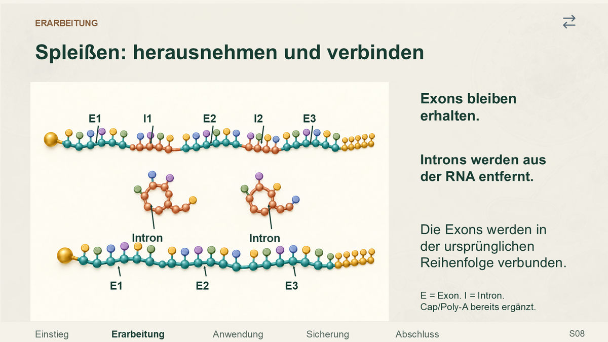 RNA-Prozessierung in Eukaryoten. Galerie 3. Sek II. Nah dran...!.