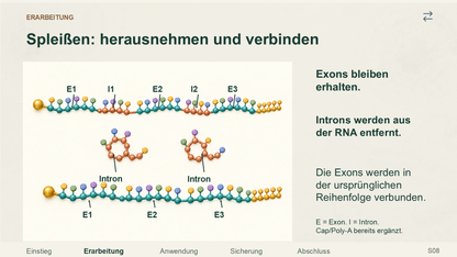 RNA-Prozessierung in Eukaryoten. Galerie 3. Sek II. Nah dran...!.