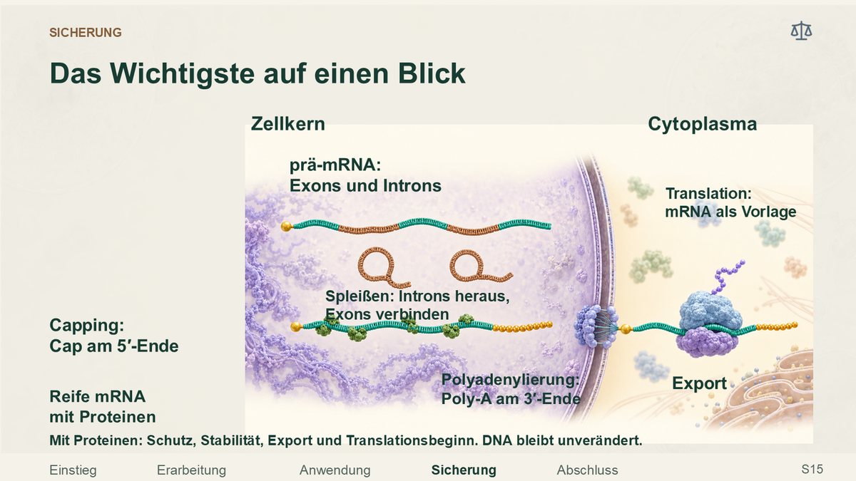 RNA-Prozessierung in Eukaryoten. Galerie 4. Sek II. Nah dran...!.