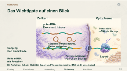 RNA-Prozessierung in Eukaryoten. Galerie 4. Sek II. Nah dran...!.