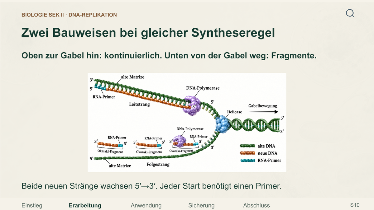 DNA-Replikation Schritt für Schritt. Galerie 3. Sek II. Denkstoff.