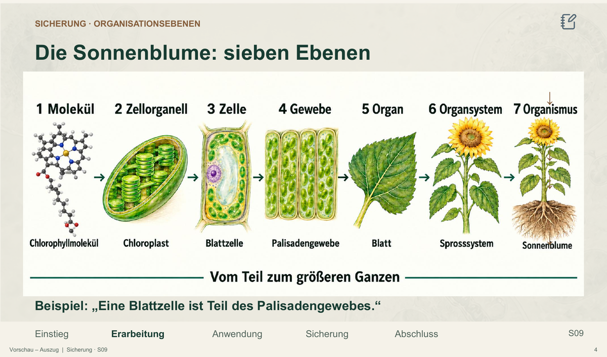 Organisationsebenen des Lebens. Galerie 04 Sicherung. Sek II. Nah dran...!.