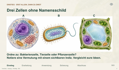 Bakterienzelle und Zellvergleich. Galerie 2.