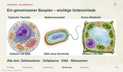 Bakterienzelle und Zellvergleich. Galerie 4.