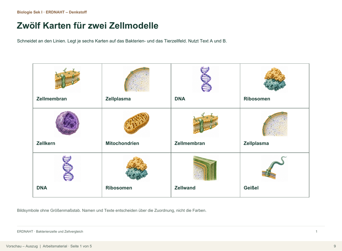 Bakterienzelle und Zellvergleich. Galerie 6.