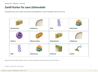 Bakterienzelle und Zellvergleich. Galerie 6.