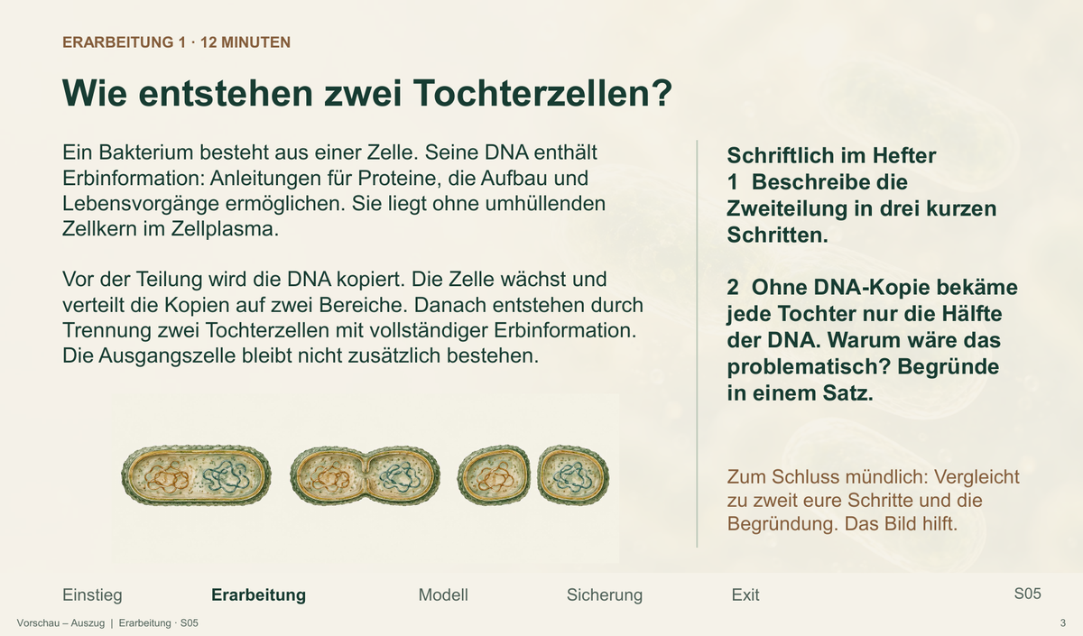 Bakterienvermehrung. Galerie 3.