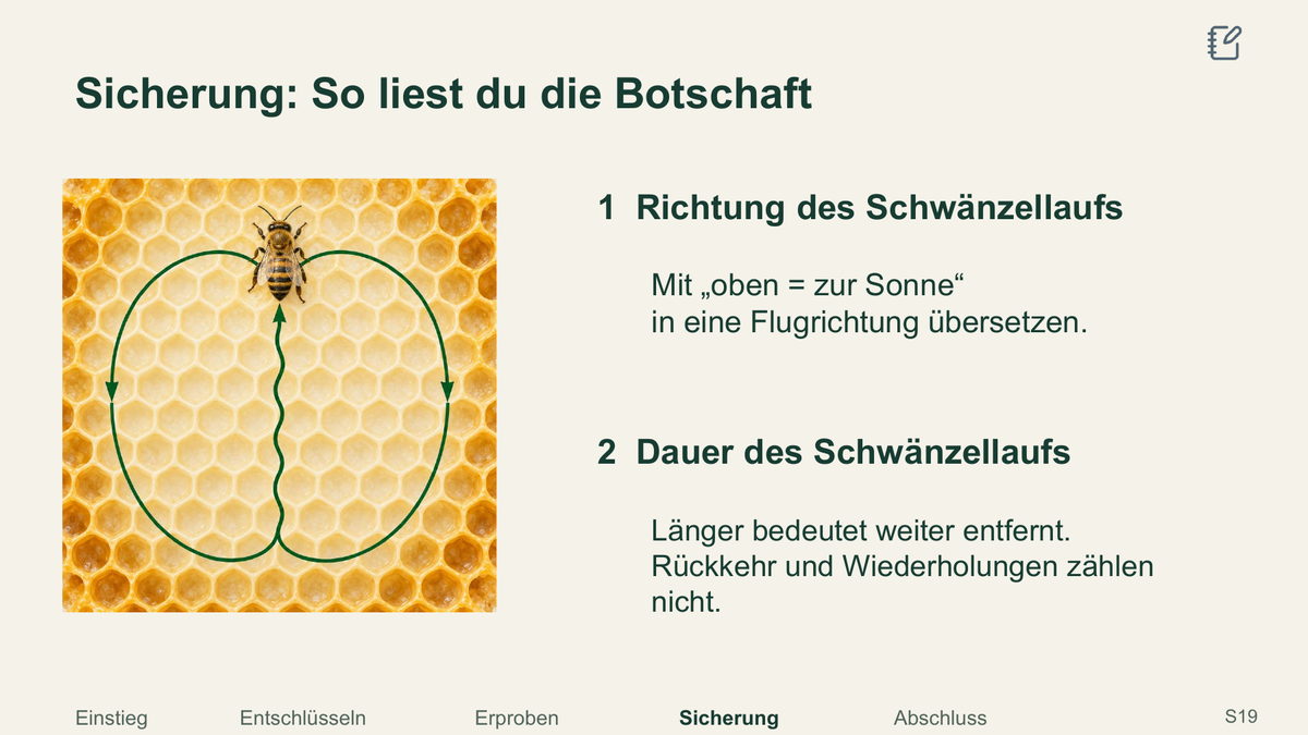 Kommunikation durch Bienentänze. Galerie 4.